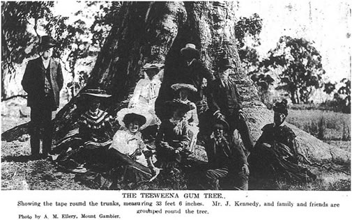 picnic tree